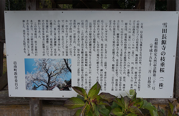 枝垂桜の看板