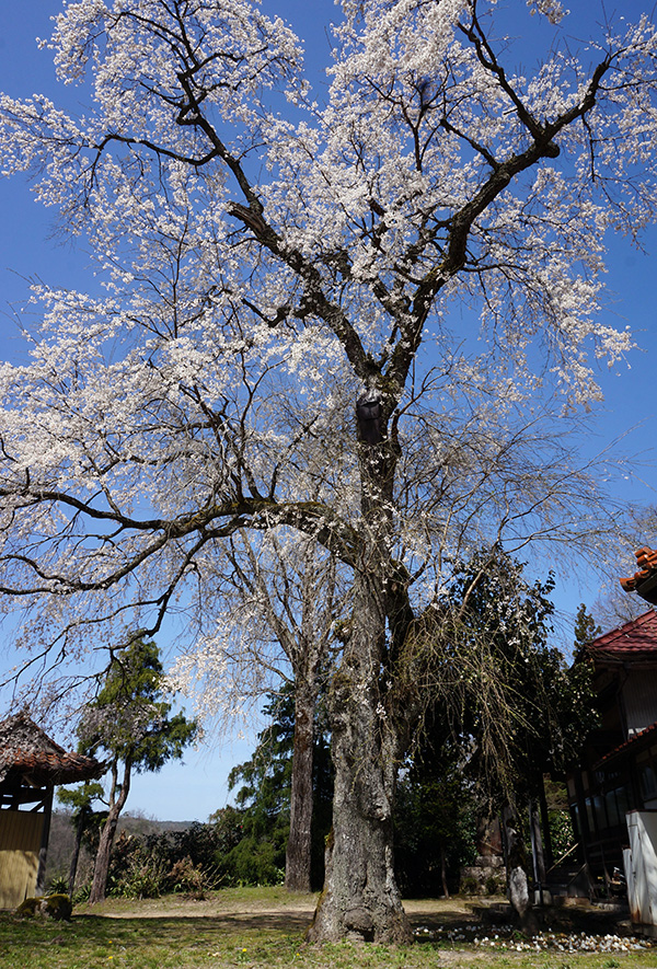 長源寺の枝垂桜