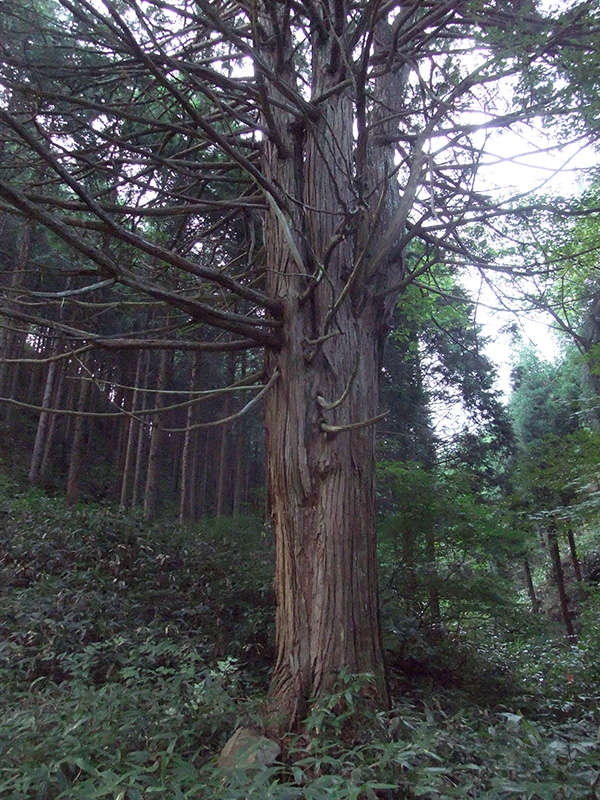 緩木の大杉