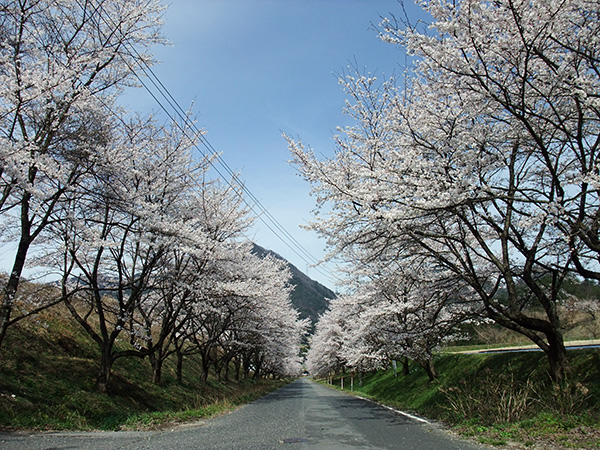 中山の桜