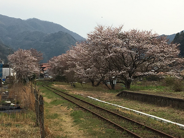 川戸駅の桜