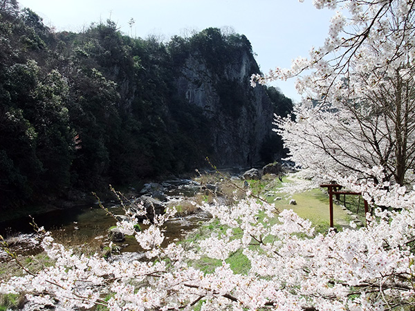 断魚渓の桜
