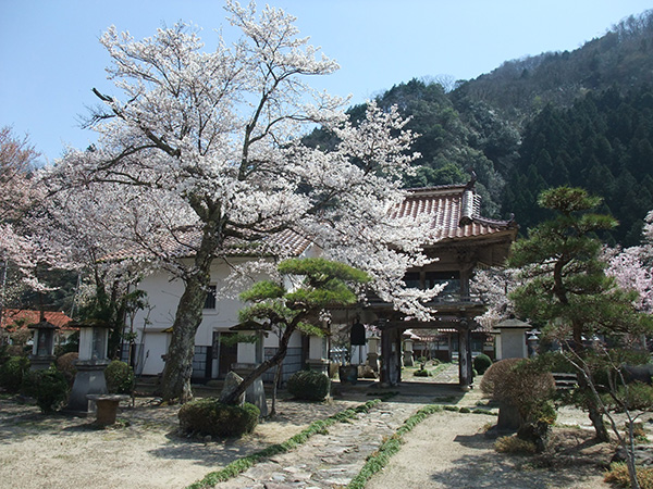 宗林寺の桜